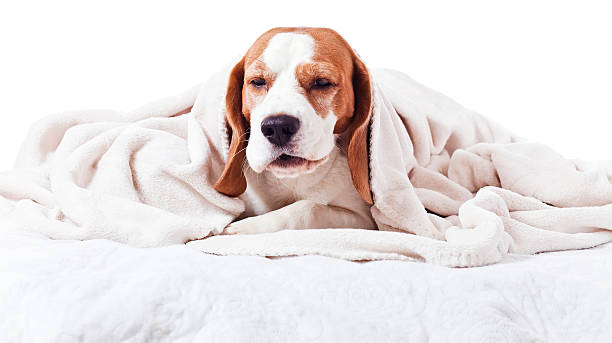 dog under a blanket on white stock photo