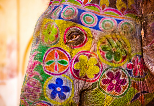 Indian elephant colorful painted