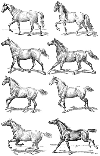 various types of horse run