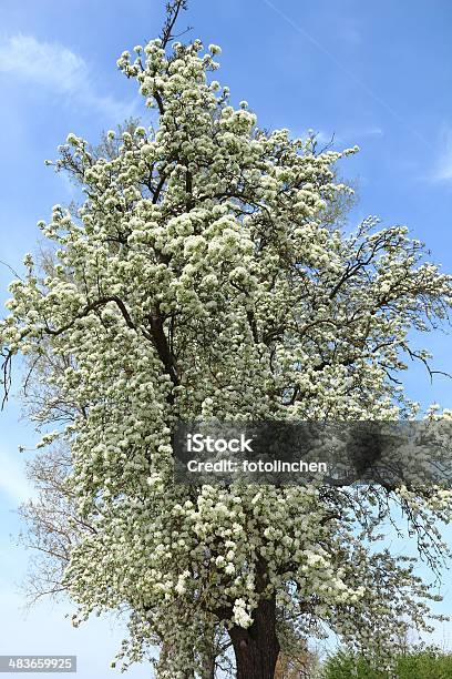 Spring Birnbaum Stockfoto und mehr Bilder von Ast - Pflanzenbestandteil - Ast - Pflanzenbestandteil, Baum, Baumblüte