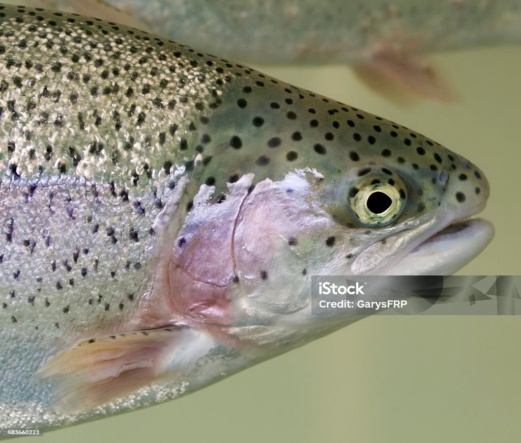 Trota iridea testa nuoto sfondo verde Pesce sopra del ventre - Foto stock royalty-free di Acqua