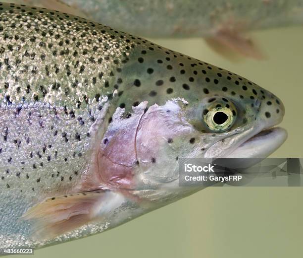 Trota Iridea Testa Nuoto Sfondo Verde Pesce Sopra Del Ventre - Fotografie stock e altre immagini di Acqua