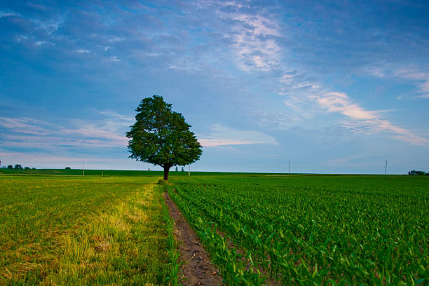 Cтоковое фото Лоун дерево в поле кукурузы