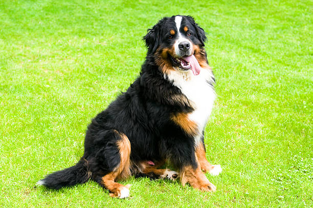istock Bernese Mountian Dog how Sitting on Grass 483660939