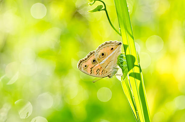 istock butterfly in green nature 483660947