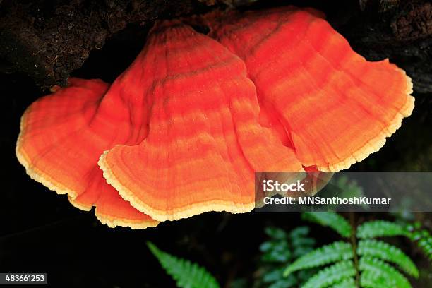 Habitación Amplia Y Vívido Naranja Hongo Tipo Seta Amarillo Foto de stock y más banco de imágenes de Macrofotografía