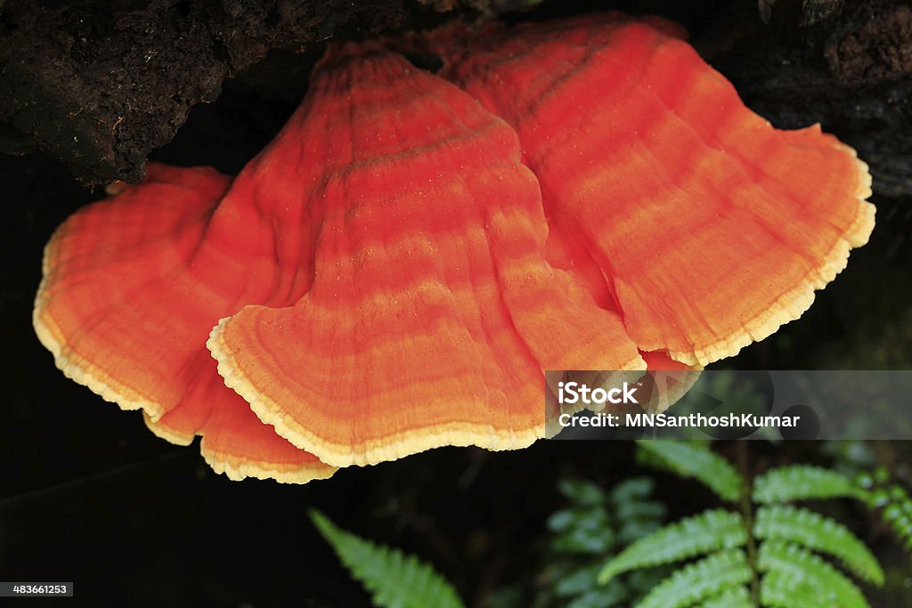 Lumineux et des champignons champignons orange vif - Photo de Champignon libre de droits