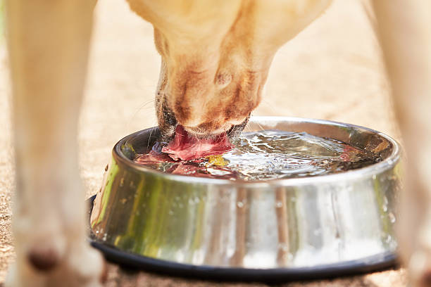 Thirsty dog Thirsty yellow labrador retriever is drinking water from bowl. yellow labrador stock pictures, royalty-free photos & images