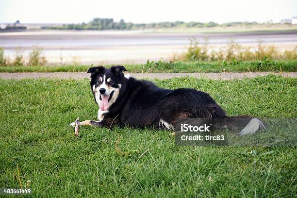 Freundliche Bordercollie Auf Gras Mit Stick Stockfoto und mehr Bilder von Abwarten - Abwarten, Blau, Border-Collie