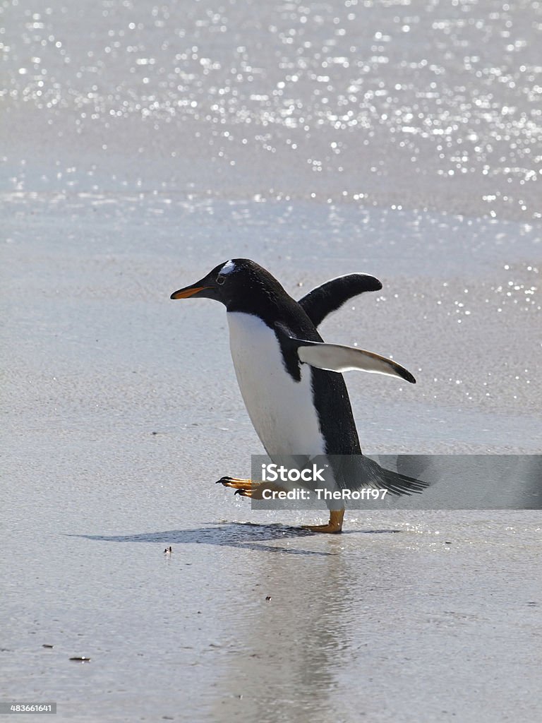 Manchot papou sur la plage - Photo de Animaux à l'état sauvage libre de droits