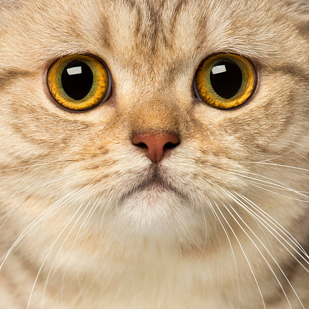 istock Close-up of a British Shorthair looking at the camera 483661839
