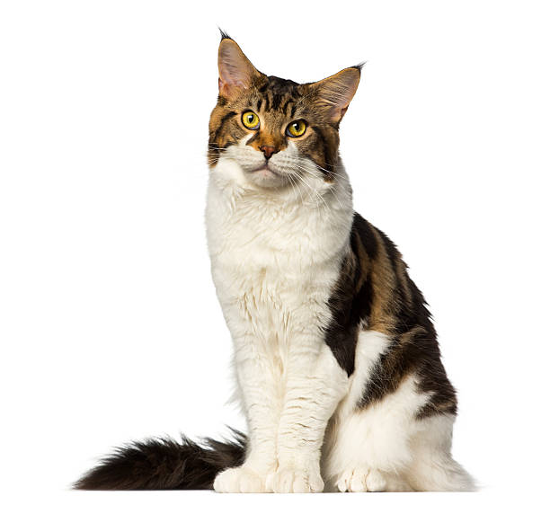 istock Maine Coon sitting and looking at the camera 483661903