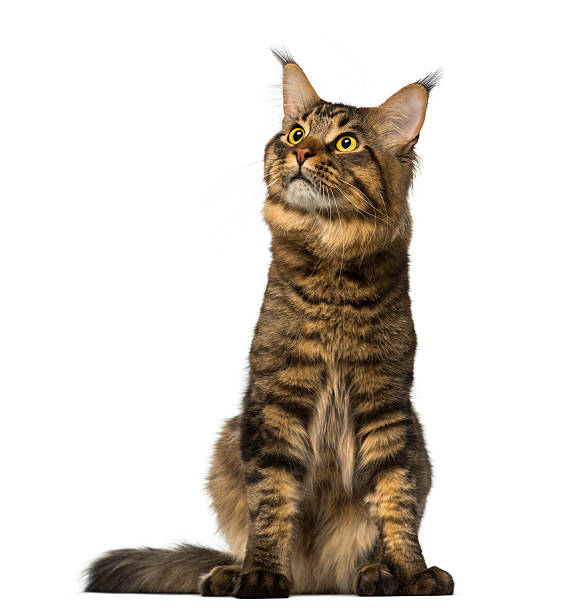 istock Maine Coon sitting and looking up 483661961