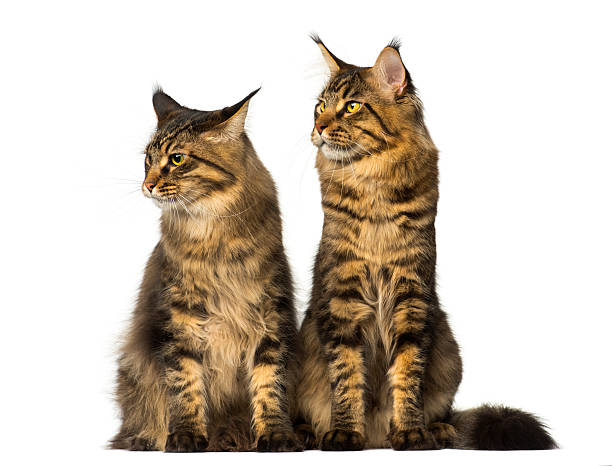 istock Two Maine Coons sitting and looking away 483662059