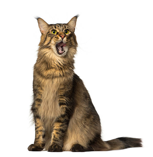 Maine Coon sitting and looking Maine Coon sitting and looking miaowing stock pictures, royalty-free photos & images