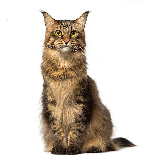 istock Maine Coon sitting and looking away 483662091