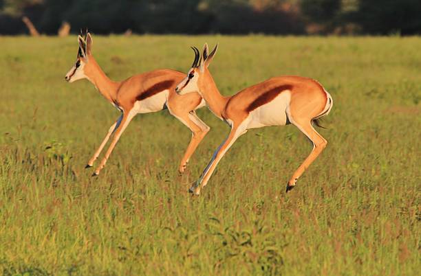 istock Springbok Symmetry - African Wildlife in Action 483662495