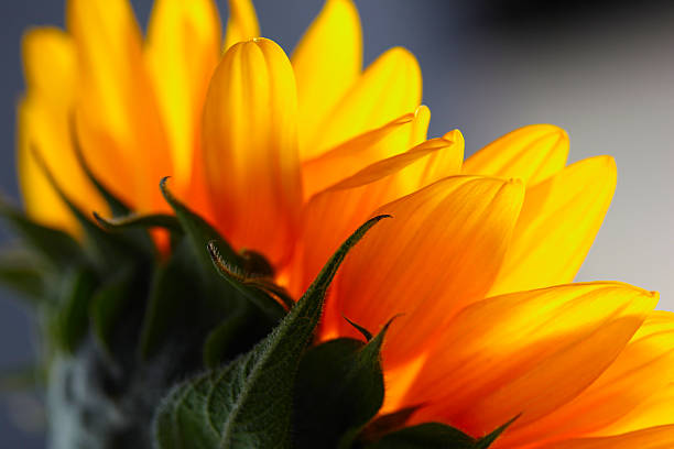 macro sunflower stock photo