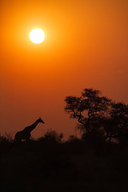 istock Giraffe silhouetted at sunset or sunrise, and trees, vertical composition 483662657