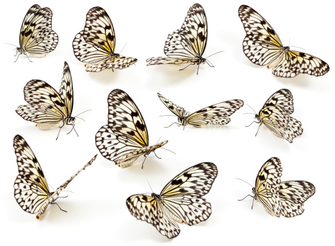 Idea leuconoe Butterflies (Paper Kite Butterfly) Spotted yellowish with some shadow. Photographed on white background from different angles - (clipping path included for each Butterfly)