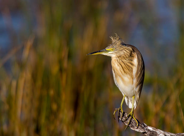 Squacco Heron perched against a nice background stock photo