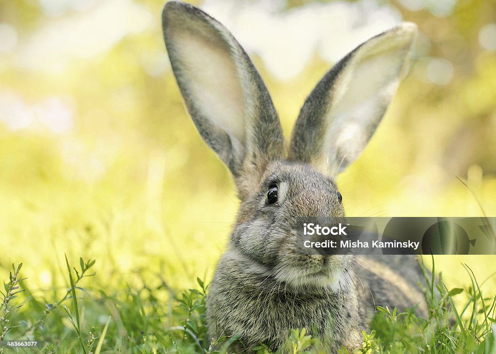 Easter bunny jumping in a sunny spring garden Beauty of nature Rabbit - Game Meat Stock Photo
