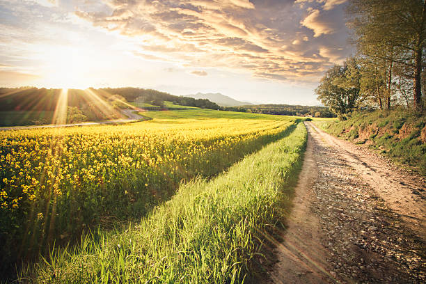 istock Sun over mediterranean field of rapeseed 483663440