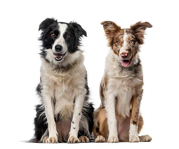istock Two Border collies in front of a white background 483663610