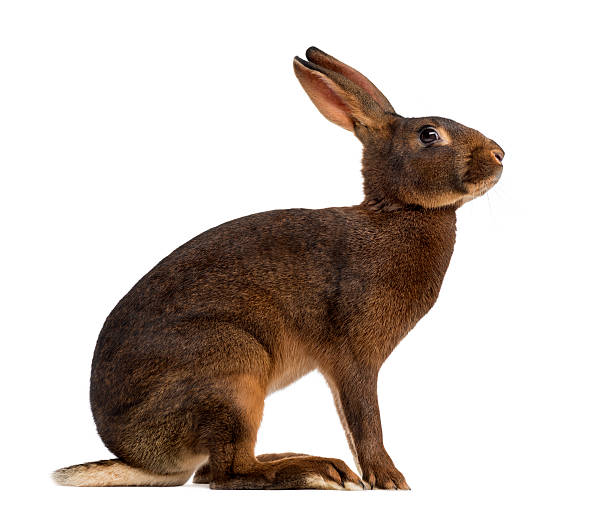 istock Belgian Hare in front of a white background 483663616