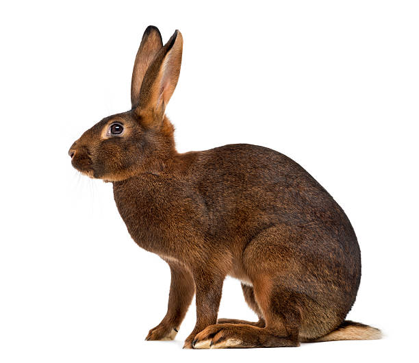 istock Belgian Hare in front of a white background 483663618
