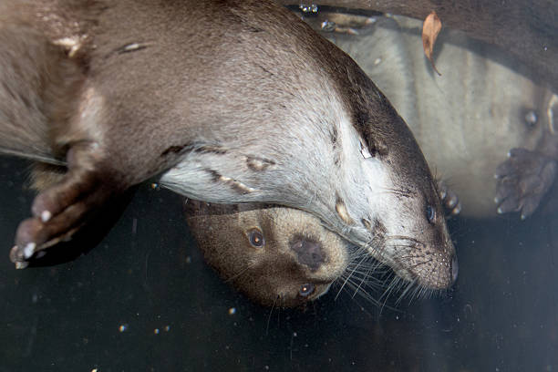 istock otter underwater close up portrait 483667354