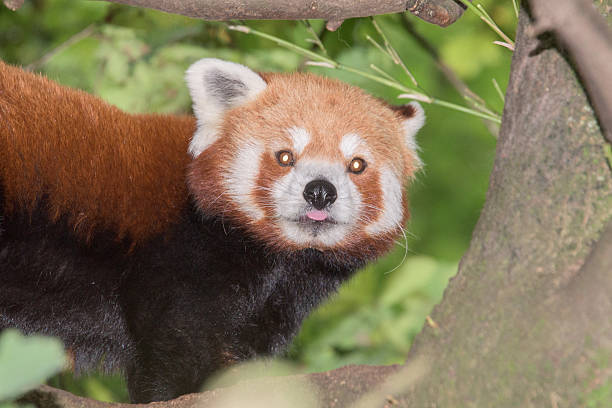 istock Red Panda close up portrait 483667358