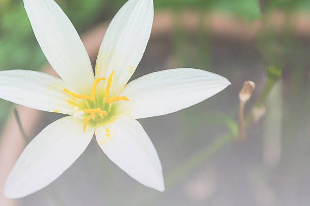 istock white zephyr lily, Zephyranthes candida bautiful blooming in gar 483667808