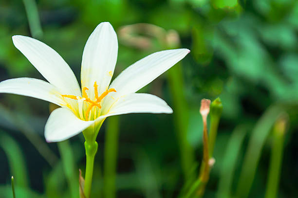 istock White rain lily, white zephyr lily, Zephyranthes candida 483668774