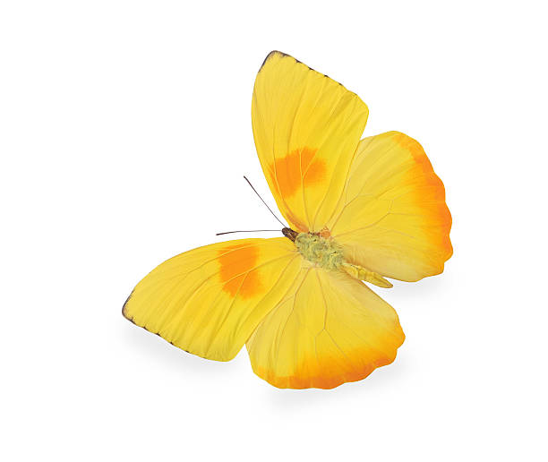 黄色の蝶の白で分離 - butterfly monarch butterfly isolated flying ストックフォトと画像