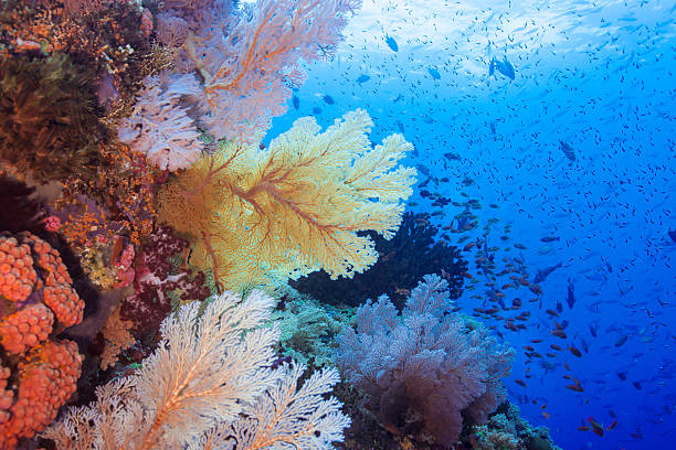 de nombreuses sous-marin coloré 2 - archipel raja ampat photos et images de collection