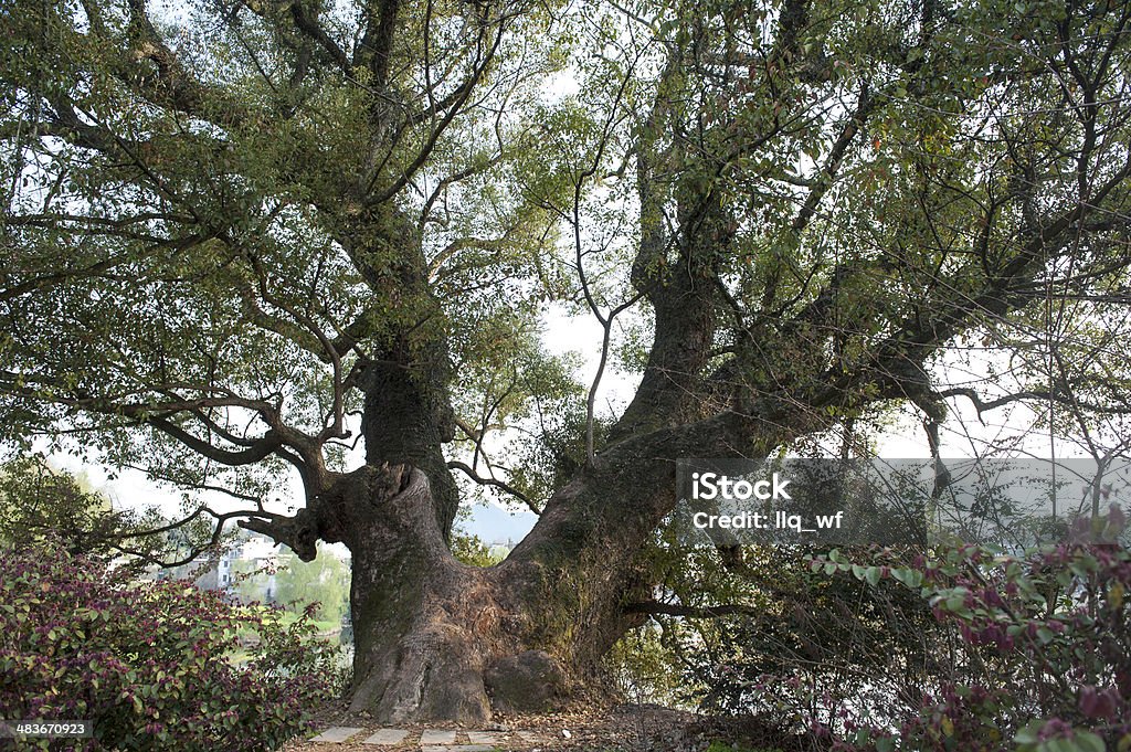 the  massive 1000-year old  camphor tree the  massive 1000-year old  camphor tree   in china Asia Stock Photo