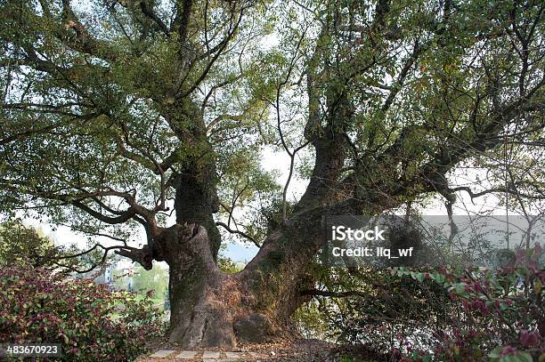 The Massive 1000year Old Camphor Tree Stock Photo - Download Image Now - Asia, Brick, Buddhism