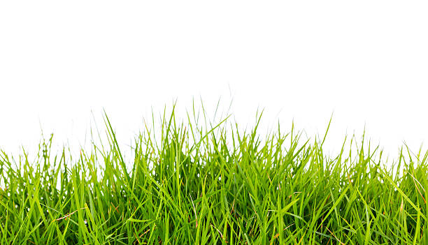 istock Fresh spring green grass with soil isolated on white background. 483671335