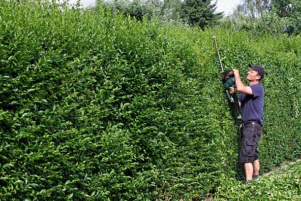 clip di una siepe, giardinaggio - privet foto e immagini stock