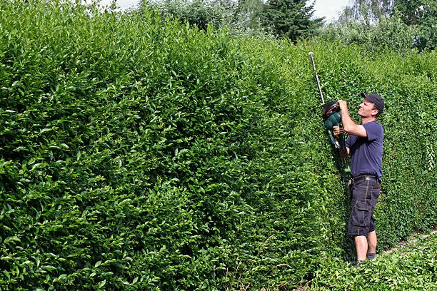 A worker is clipping a privet hedge.