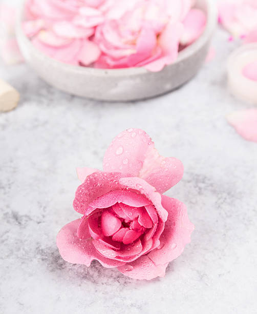istock Rose with water drops on gray marble table, spa background 483671490