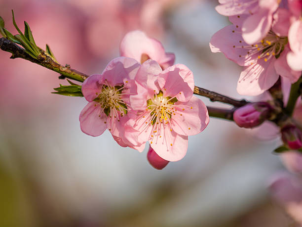 istock Spring flowers series, pink peach blossoming 483671825