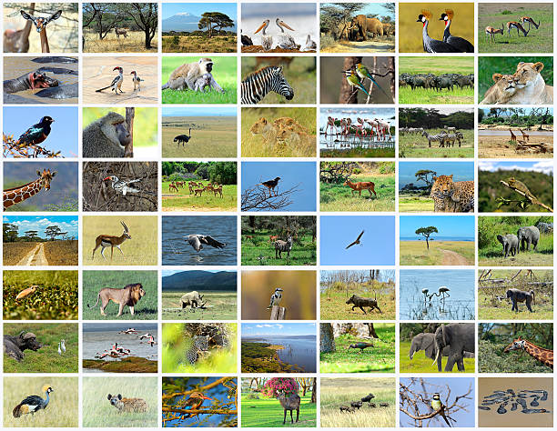 istock Collage of African animals 483671964