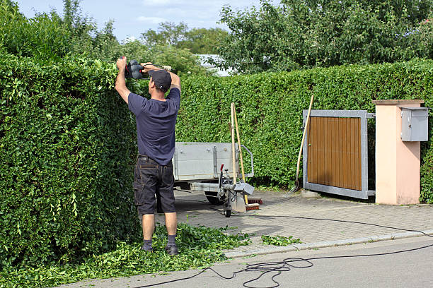 clipping una siepe, giardinaggio - electric trimmer foto e immagini stock