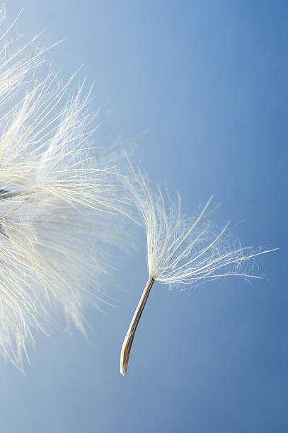 istock Close-up of dandelions seed 483672550