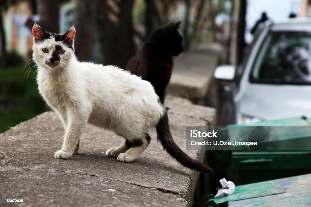 Lions In The Street Stray animals in the street beside a garbage container... Canon 5D Mark II Animal Stock Photo