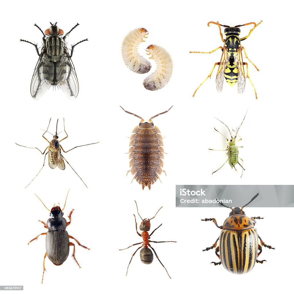Garden pests. Garden pests. Collection of the insects on a white background. Insect Stock Photo