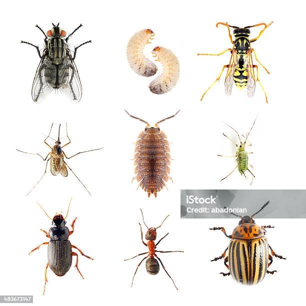 Garden Pests Stock Photo - Download Image Now - Insect, Cut Out, Fly - Insect