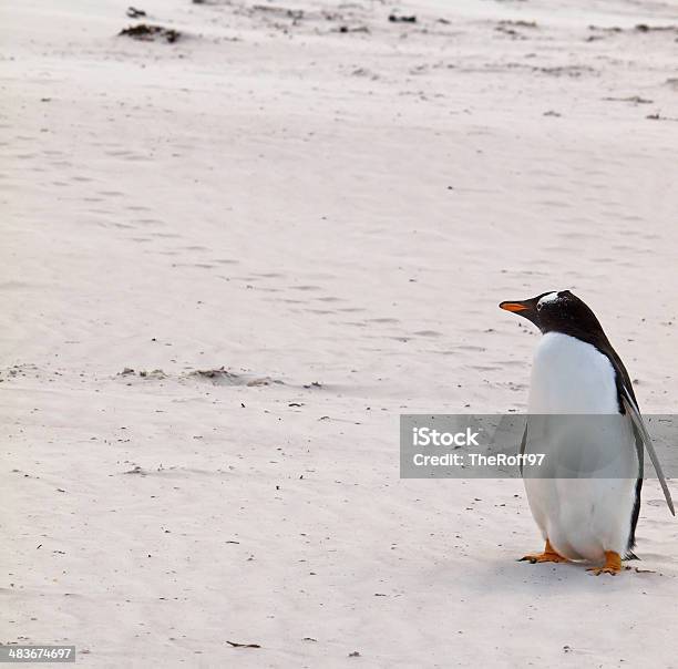 Pingüino Gentú Foto de stock y más banco de imágenes de Aire libre - Aire libre, Anadear, Animal